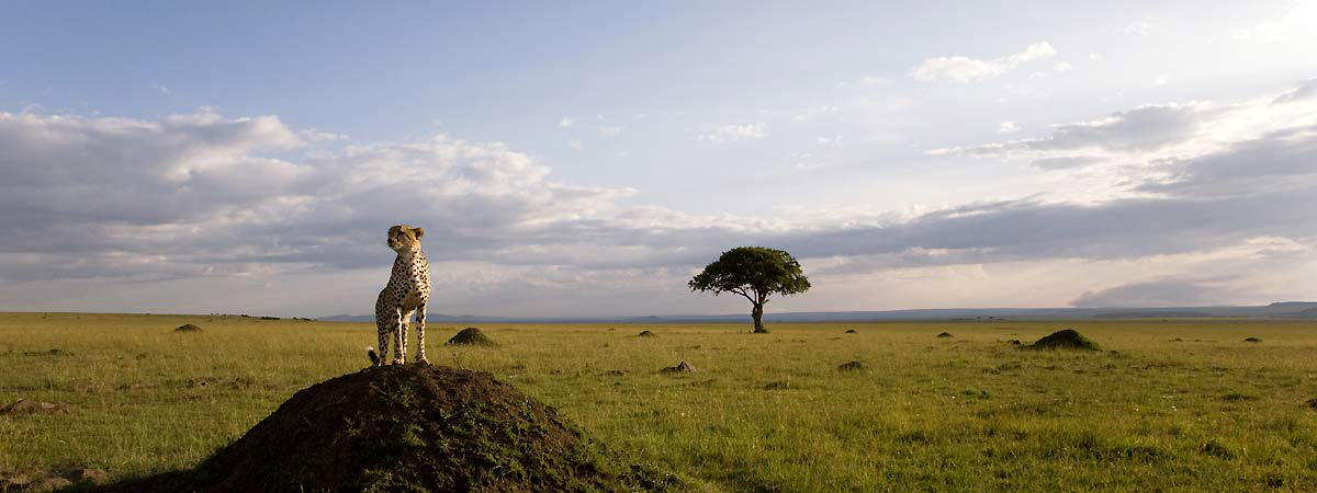 Afrika Kedileri : Fotoğraf Keith Scholey, Alastair Fothergill