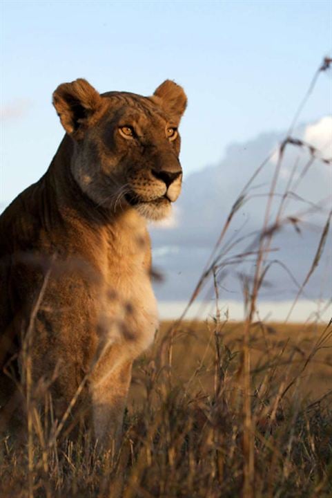 Afrika Kedileri : Fotoğraf Keith Scholey, Alastair Fothergill