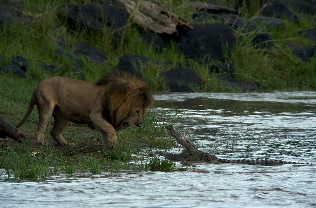 Afrika Kedileri : Fotoğraf Keith Scholey, Alastair Fothergill