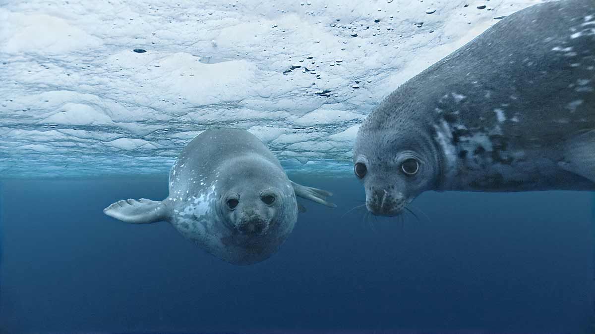 Océans : Fotoğraf