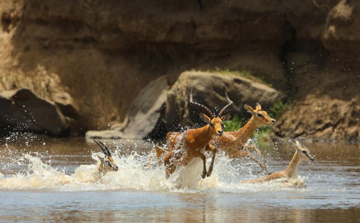 Serengeti : Fotoğraf