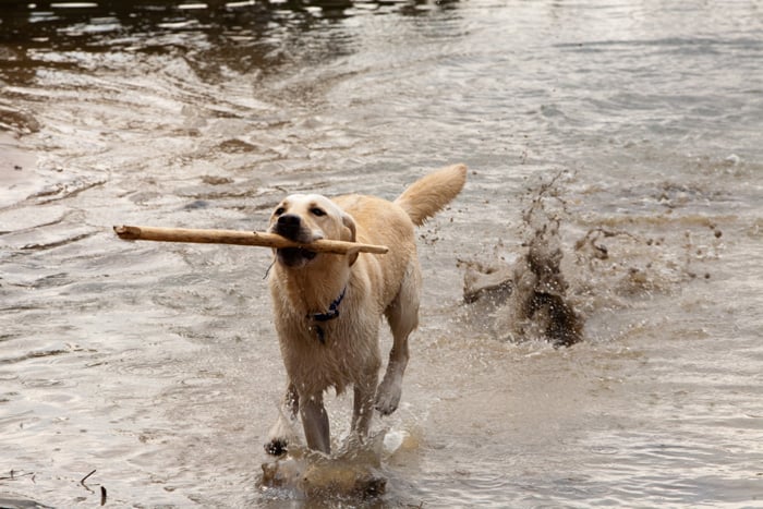 Katil Köpekbalığı : Fotoğraf