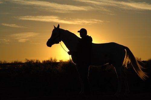 Tornado and the Kalahari Horse Whisperer : Fotoğraf