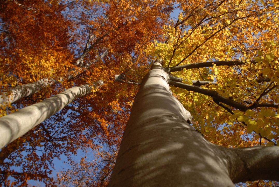 Das grüne Wunder - Unser Wald : Fotoğraf