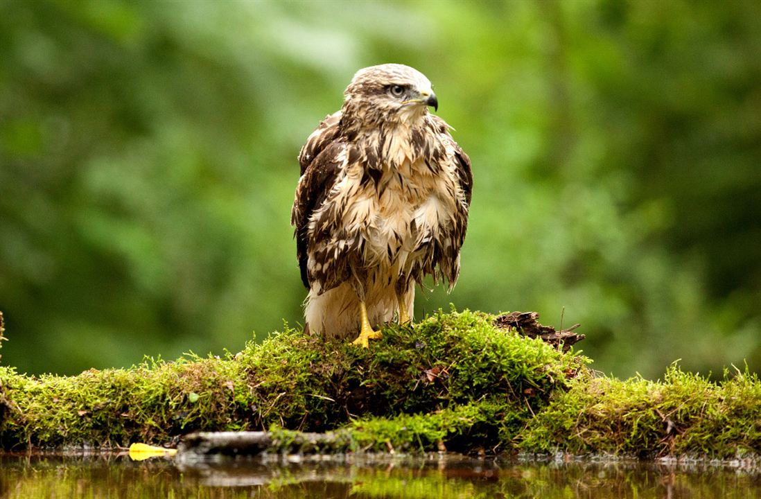 Das grüne Wunder - Unser Wald : Fotoğraf