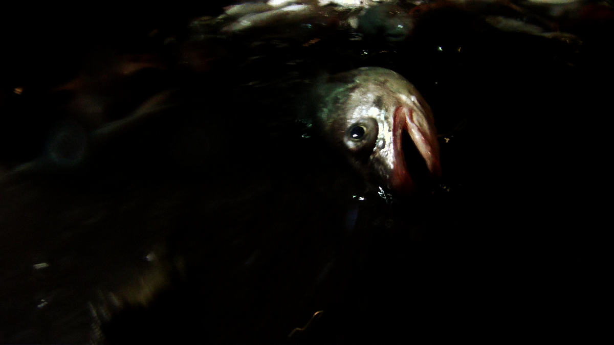 Leviathan : Fotoğraf