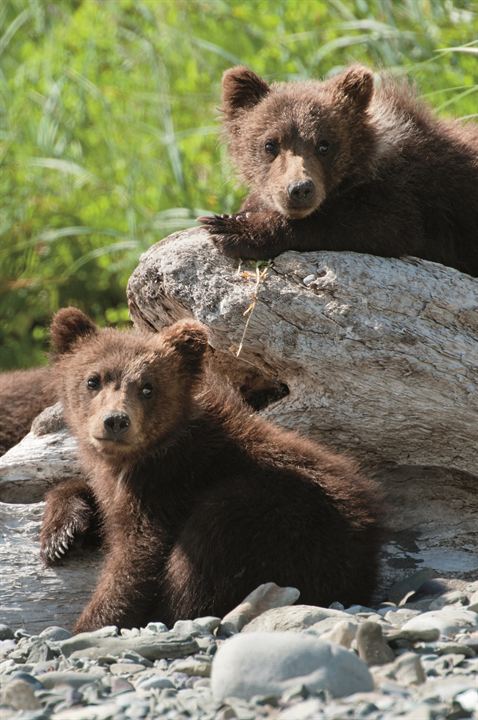 Bears : Fotoğraf