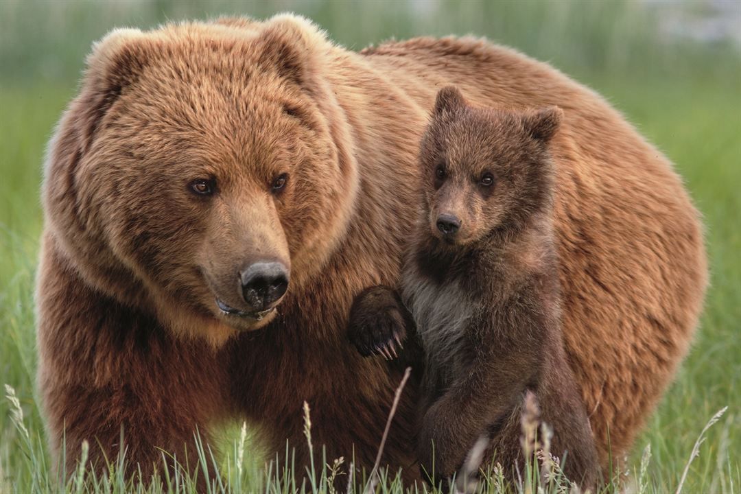 Bears : Fotoğraf