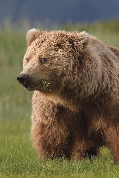 Bears : Fotoğraf