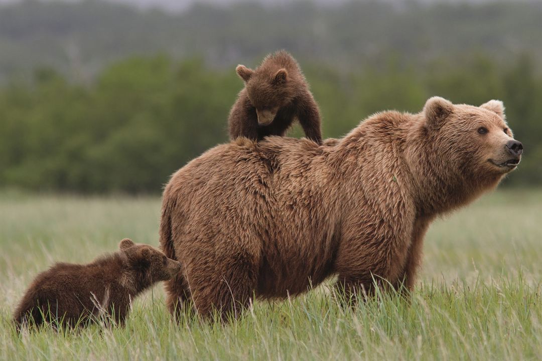 Bears : Fotoğraf