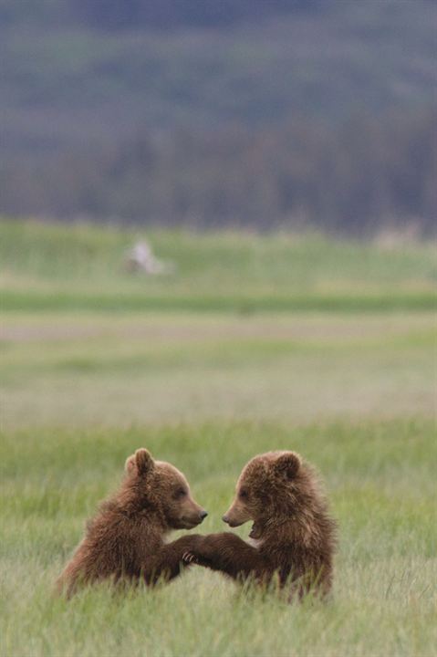 Bears : Fotoğraf