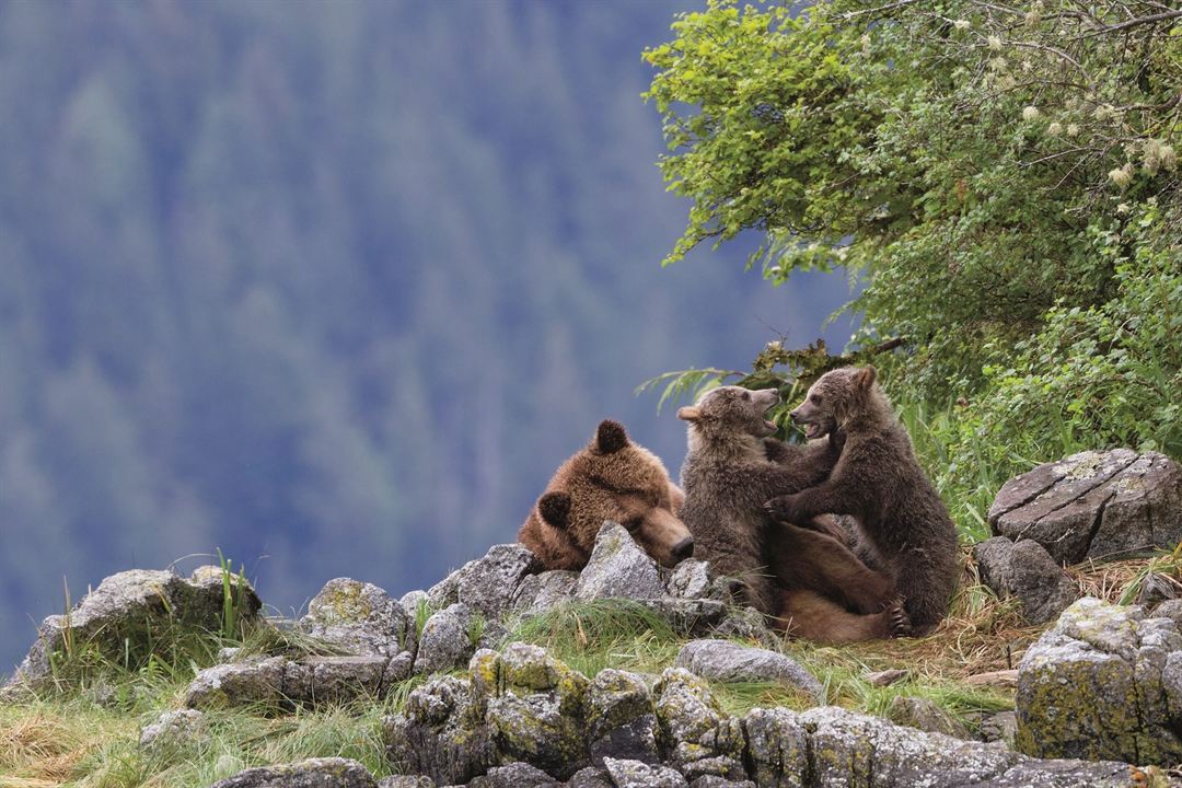 Bears : Fotoğraf