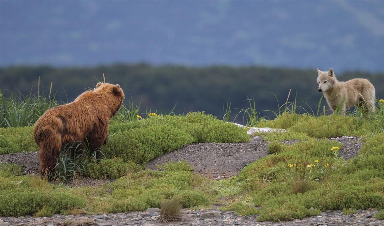 Bears : Fotoğraf