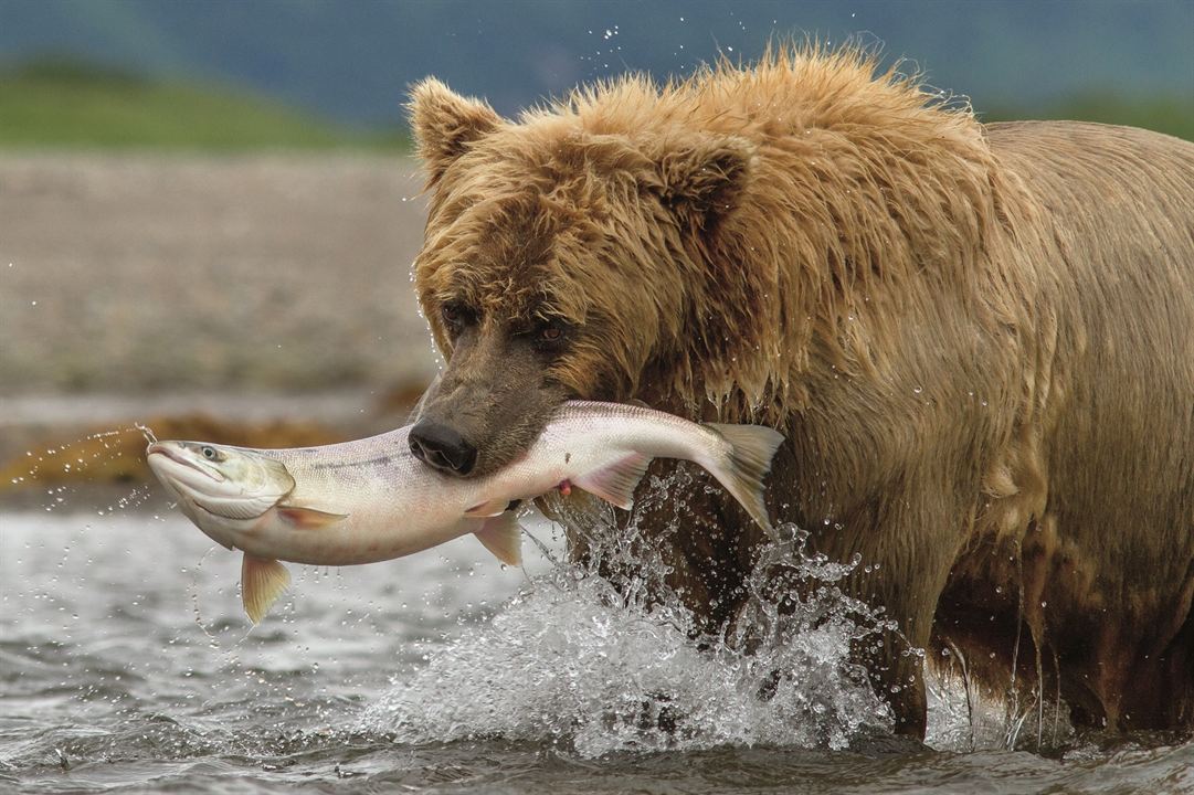 Bears : Fotoğraf