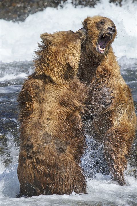 Bears : Fotoğraf