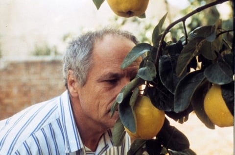 Ayva Ağacı Güneşi : Fotoğraf