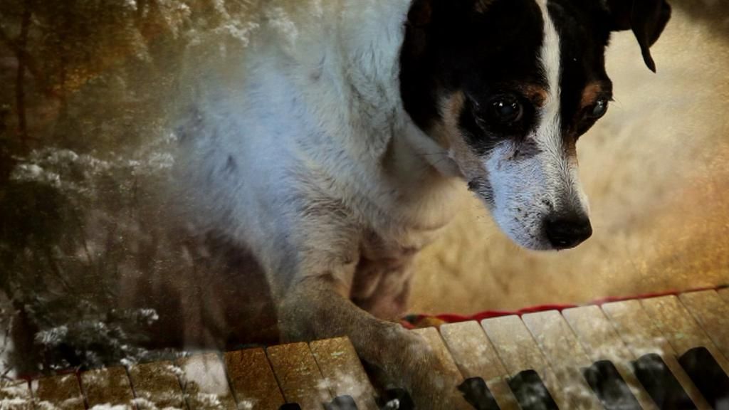Köpeğin Kalbi : Fotoğraf