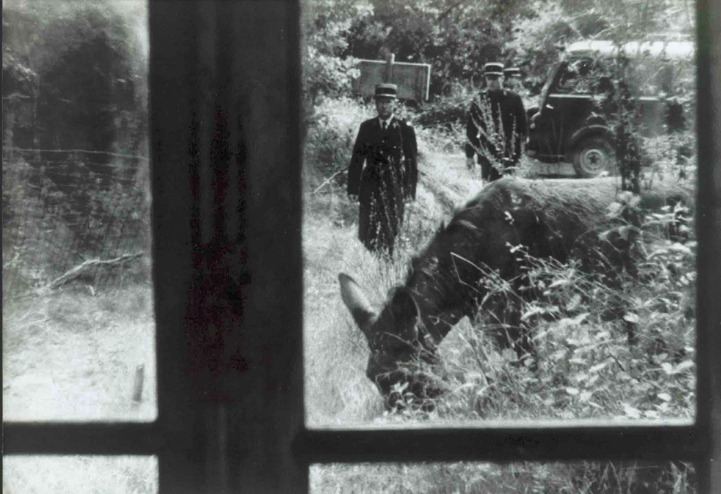 Rastgele Balthazar : Fotoğraf