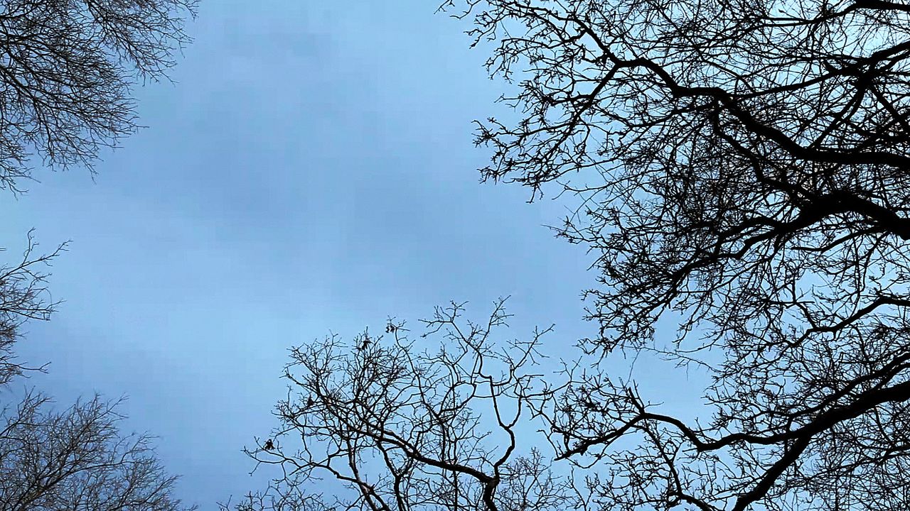 Köpeğin Kalbi : Fotoğraf