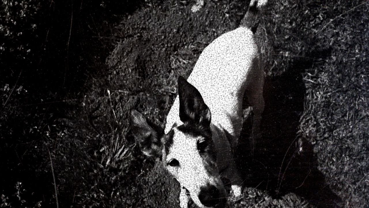 Köpeğin Kalbi : Fotoğraf