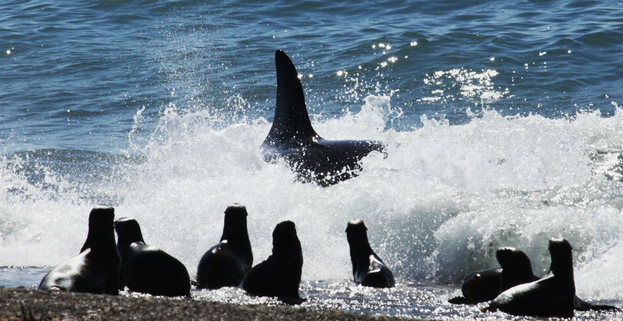 El Faro De Las Orcas : Fotoğraf