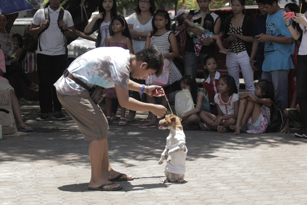 The Dog Show : Fotoğraf