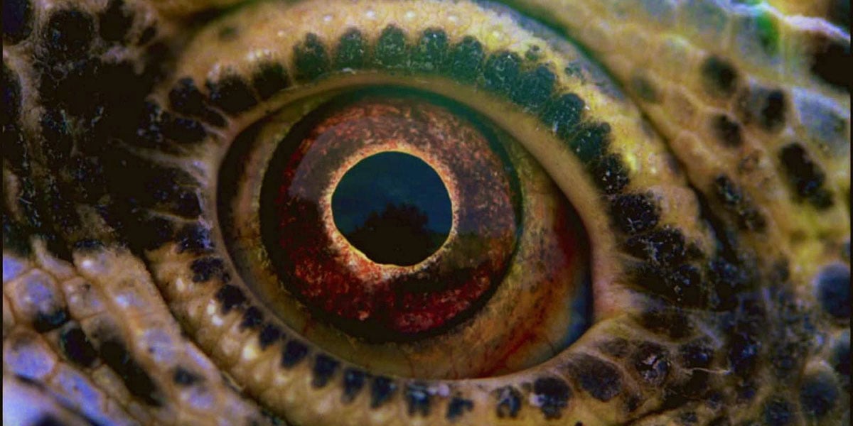 Voyage of Time: Life's Journey : Fotoğraf