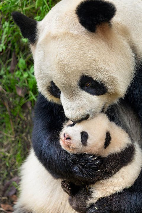 Born In China : Fotoğraf