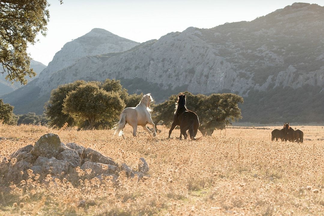 Ostwind 3 - Aufbruch nach Ora : Fotoğraf