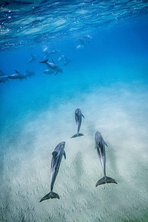 Dolphin Reef : Fotoğraf