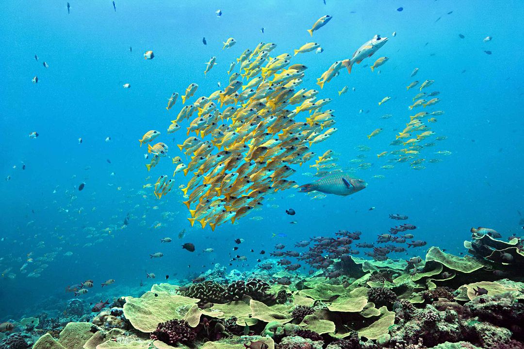 Dolphin Reef : Fotoğraf