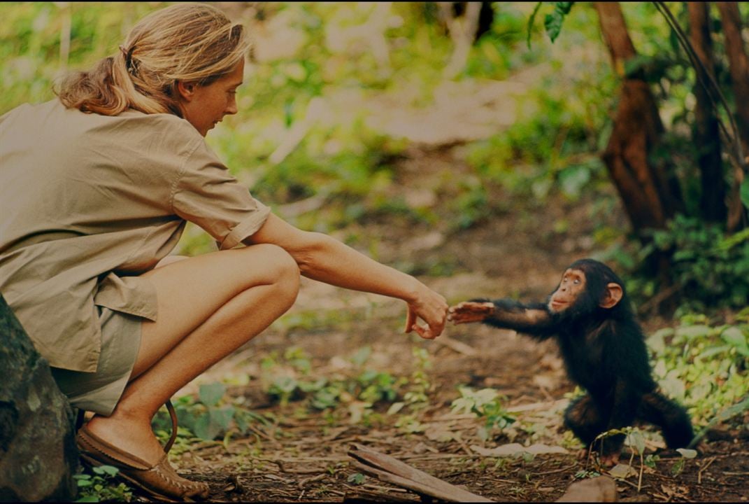 Jane : Fotoğraf Jane Goodall