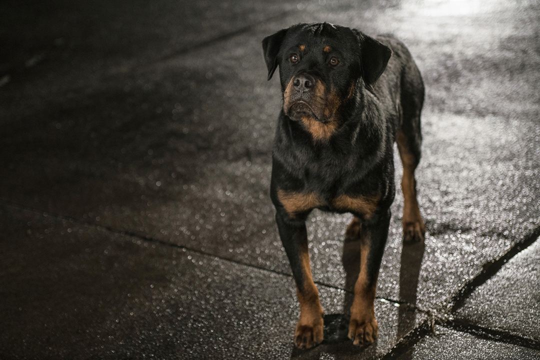 Show Dogs : Fotoğraf