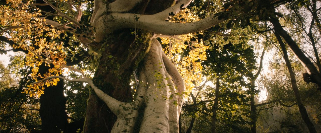 Tolkien : Fotoğraf