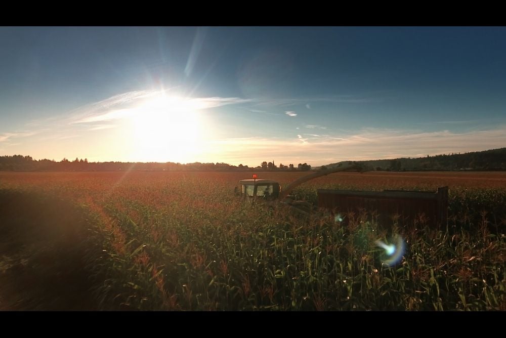 A Harvest Wedding : Fotoğraf