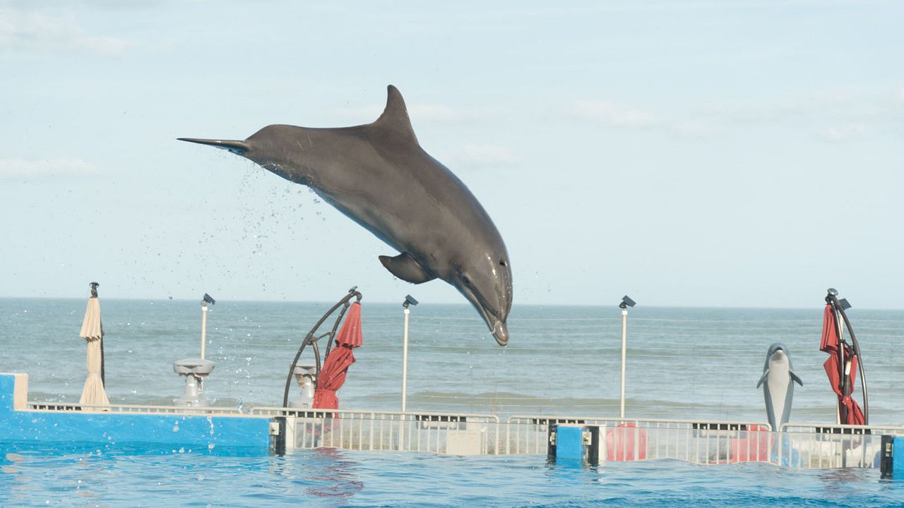 Bernie The Dolphin : Fotoğraf