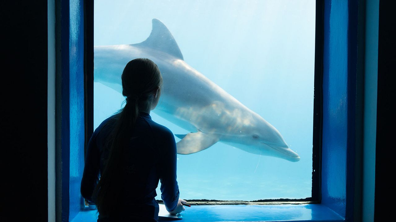 Bernie The Dolphin : Fotoğraf