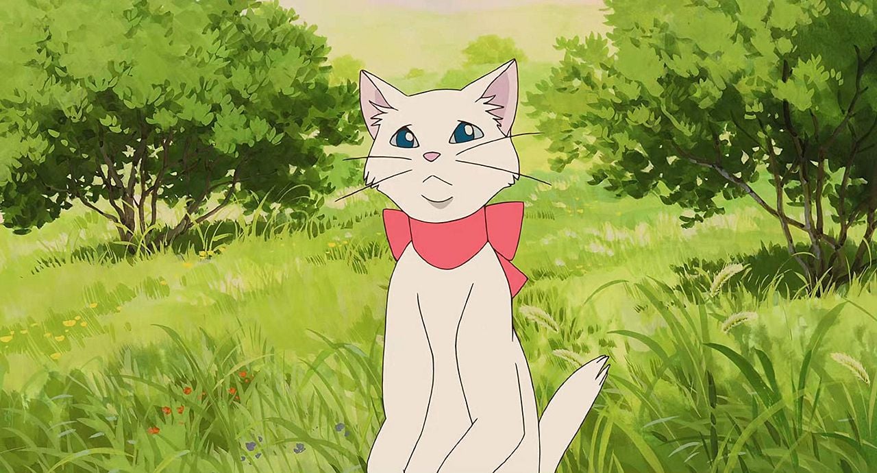 Sihirli Kedi : Fotoğraf
