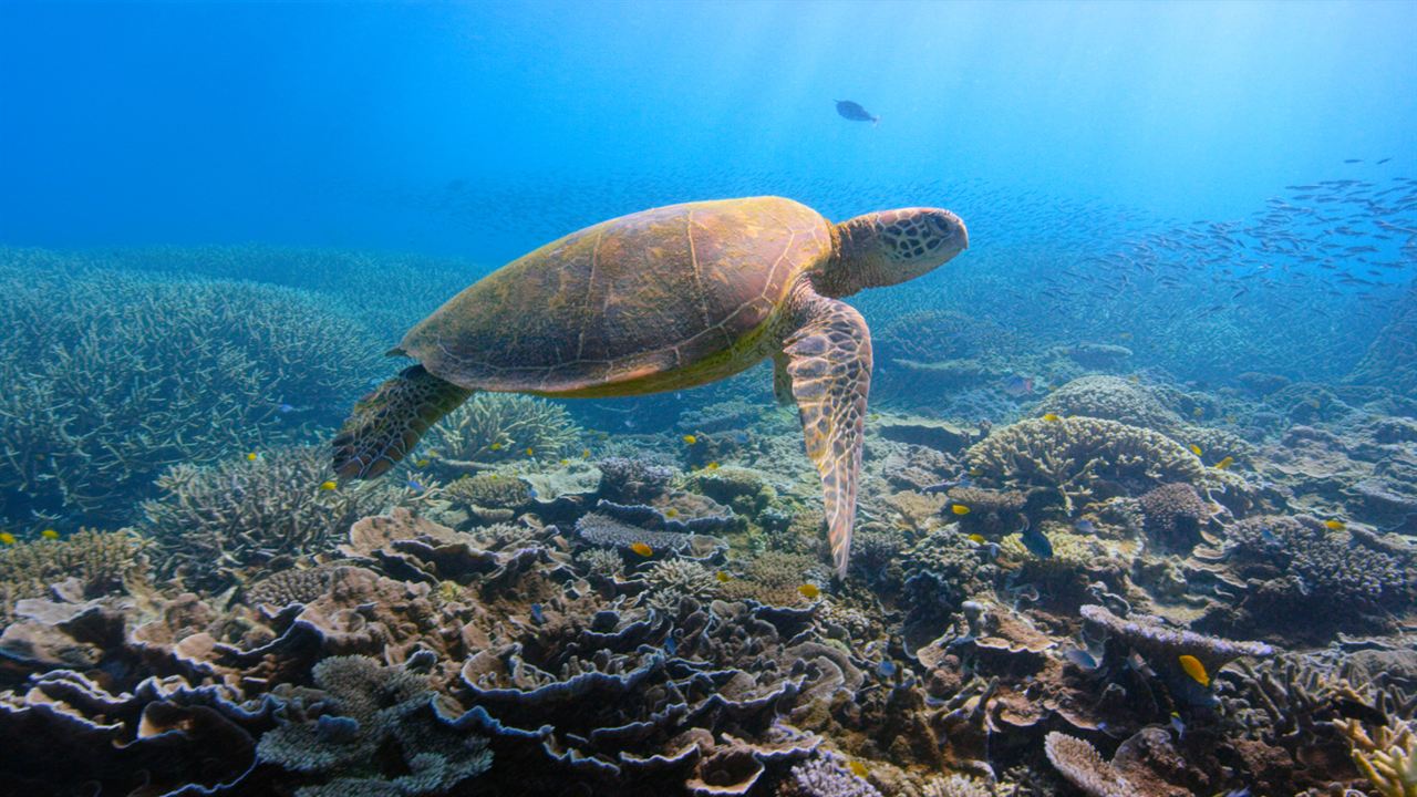 David Attenborough: Gezegenimizde Bir Yaşam : Fotoğraf