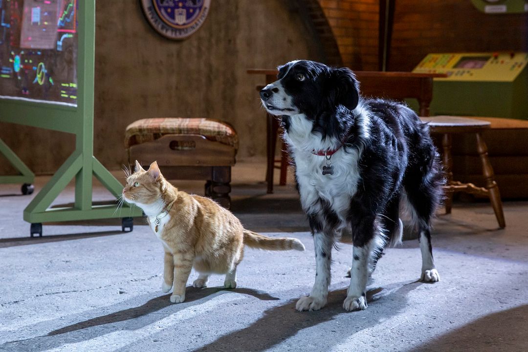 Cats & Dogs 3: Paws Unite : Fotoğraf