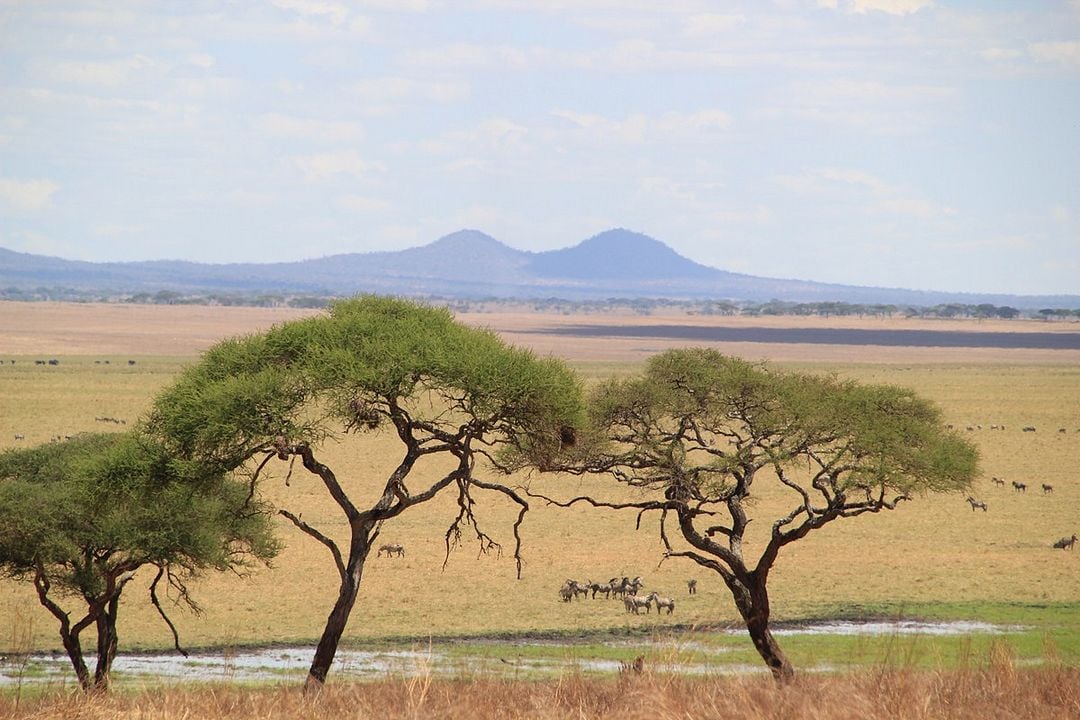 Safari Macerası : Fotoğraf