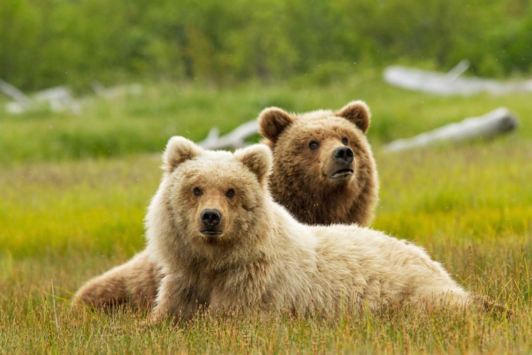 Bears : Fotoğraf