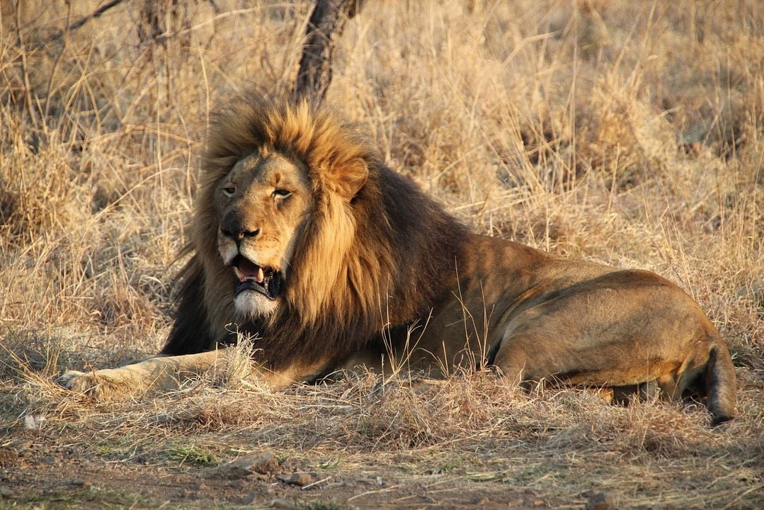 Safari Macerası : Fotoğraf