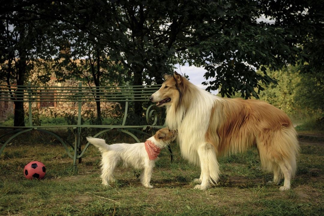 Lassie: Yepyeni Bir Macera : Fotoğraf