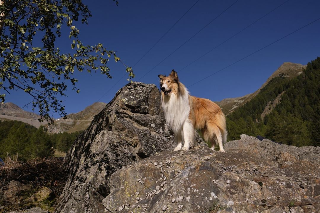 Lassie: Yepyeni Bir Macera : Fotoğraf