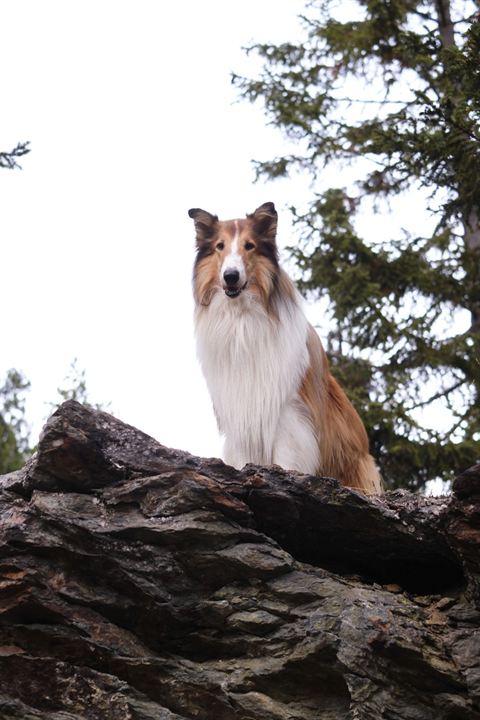 Lassie: Yepyeni Bir Macera : Fotoğraf