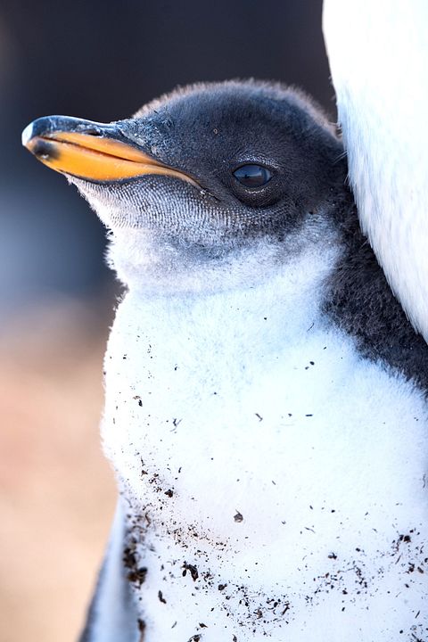 Gezegenimiz : Fotoğraf