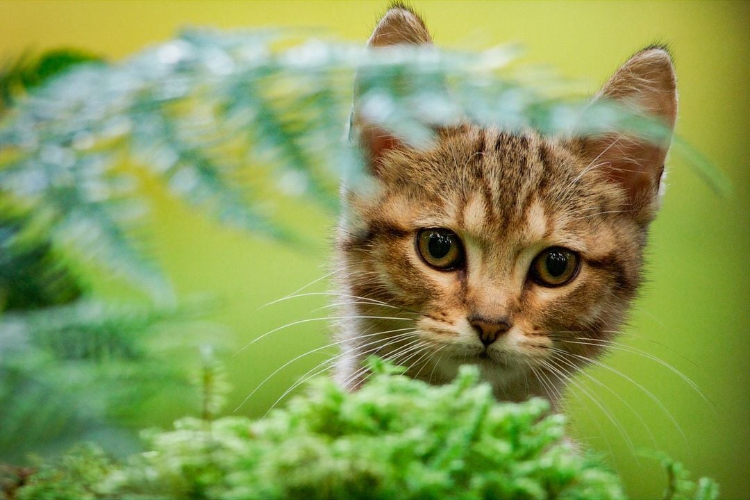 Mon chat et moi, la grande aventure de Rroû : Fotoğraf