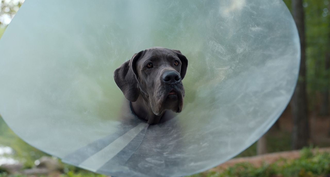 Strays : Fotoğraf