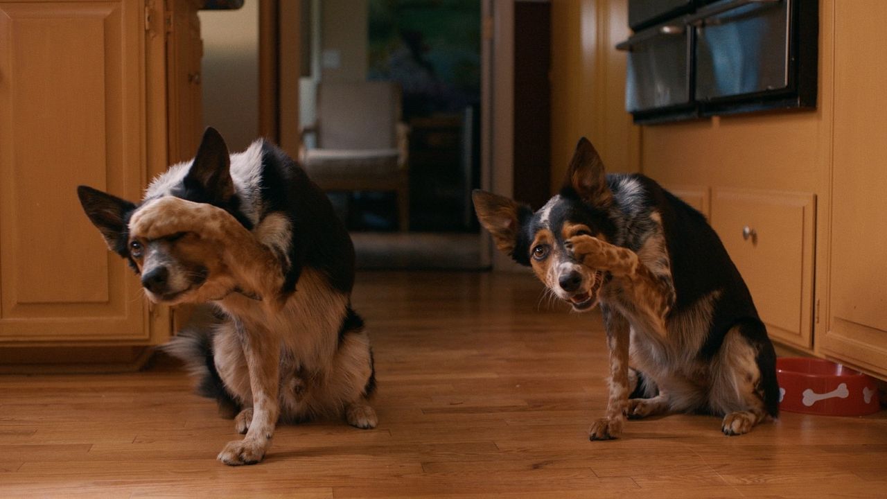 Pups Alone : Fotoğraf